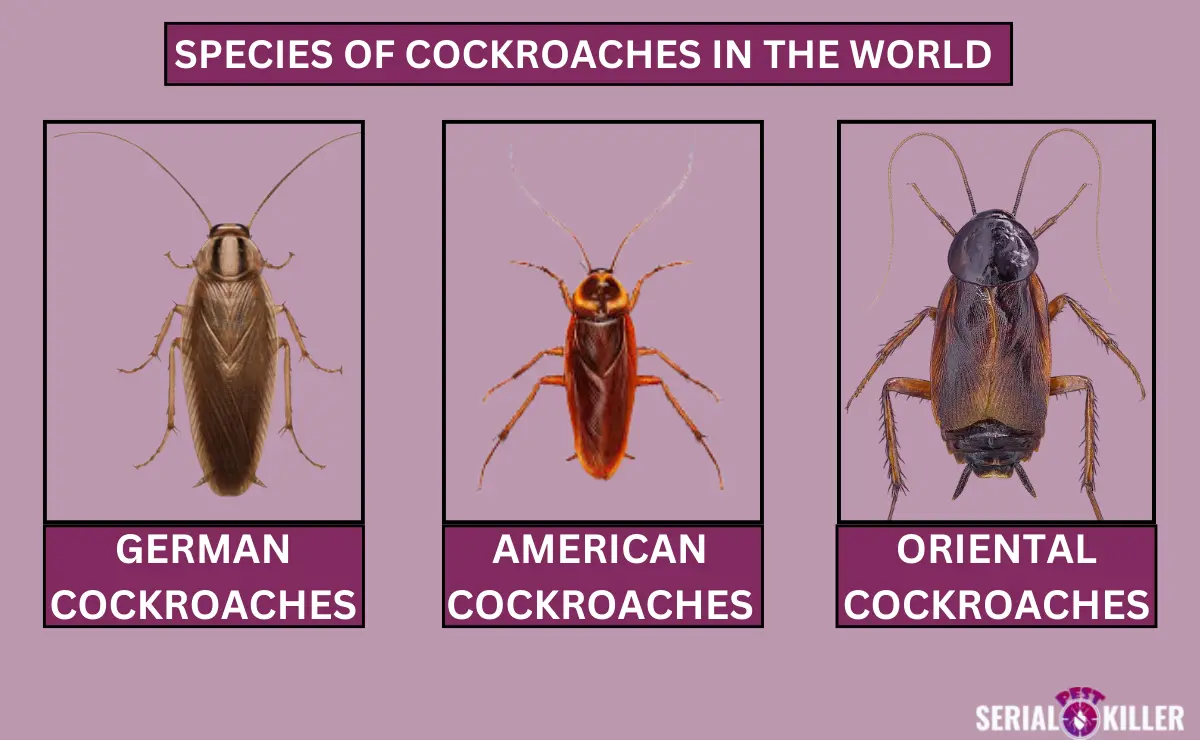 Species of Cockroaches in the World