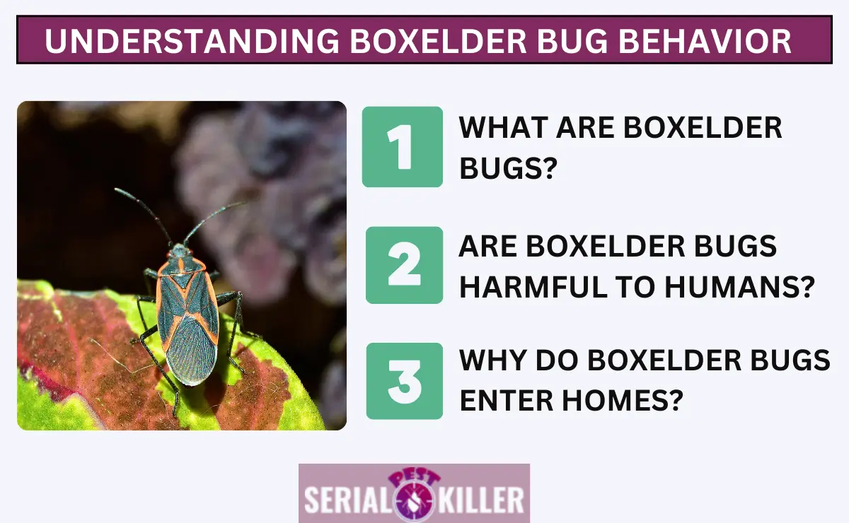 Understanding Boxelder Bug Behavior