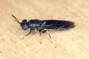 Fungus Gnats