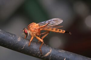 Phorid flies