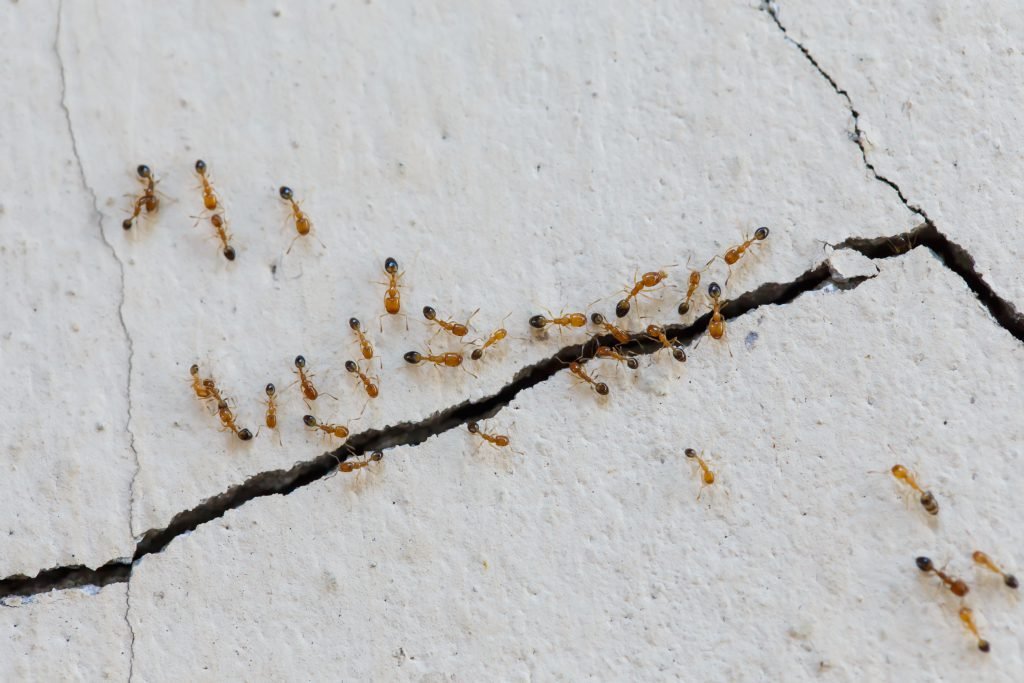 Ants crawling along a wall