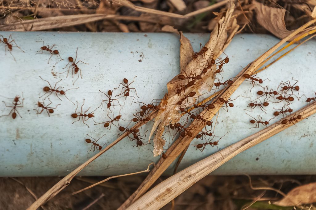 Natural ant repellent being applied to a wall