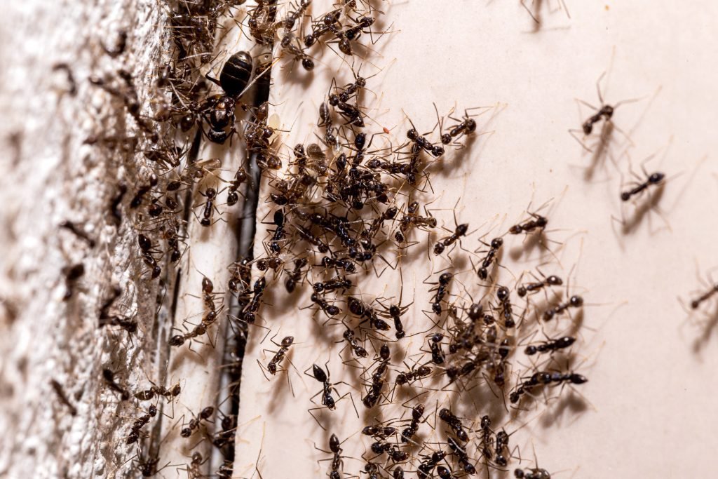 Ants swarming around a crack in the wall