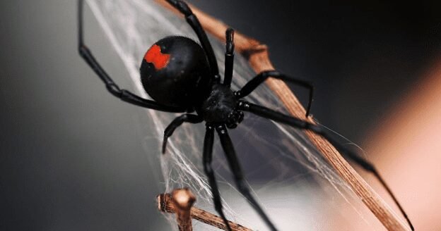 Striking photo of a Black Widow Spider, known for its shiny black body and red hourglass marking on the underside. The spider is captured in a poised position, displaying its characteristic long legs and distinctive shape. The image emphasizes the spider's menacing appearance against a contrasting background.