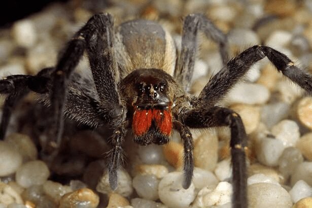 High-resolution image capturing the Brazilian Wandering Spider, also known as the Banana Spider. This venomous arachnid is depicted with its long, slender legs extended, showcasing its impressive size and distinct coloration. The spider is shown against a neutral background, highlighting its intricate patterns and characteristic markings.