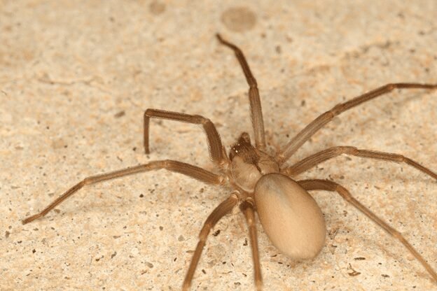 Brown Recluse Spider on a surface