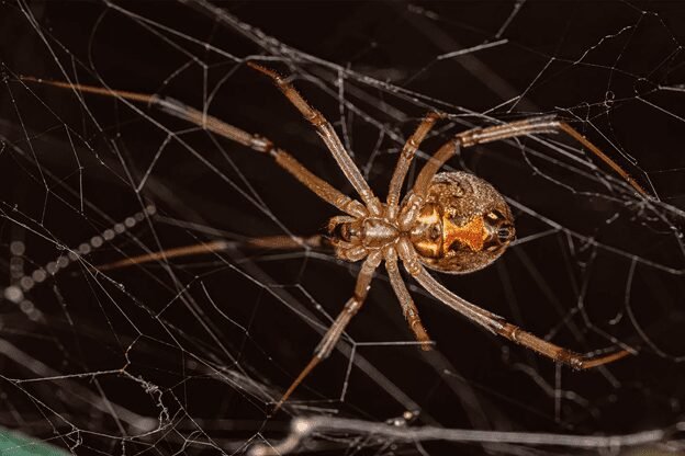 Clear image of a Brown Widow Spider, featuring a light brown body with dark brown markings and an orange hourglass-shaped marking on the underside. The spider is shown in a natural pose, highlighting its elongated legs and characteristic patterns. The photograph captures the intriguing features of the Brown Widow Spider against a neutral backdrop.