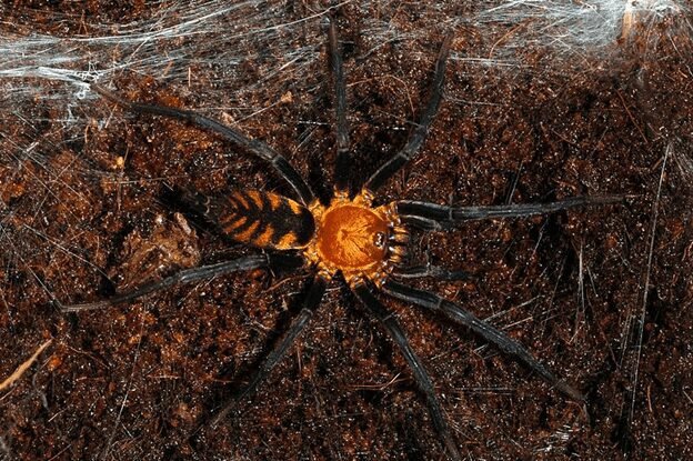 Captivating photo of Funnel-web Spiders, showcasing their dark-colored bodies and distinctively robust appearance. The spiders are captured in their characteristic funnel-shaped webs, with the intricate silk structure clearly visible. The image provides a glimpse into the unique behavior and habitat of Funnel-web Spiders, encapsulating their intriguing presence.