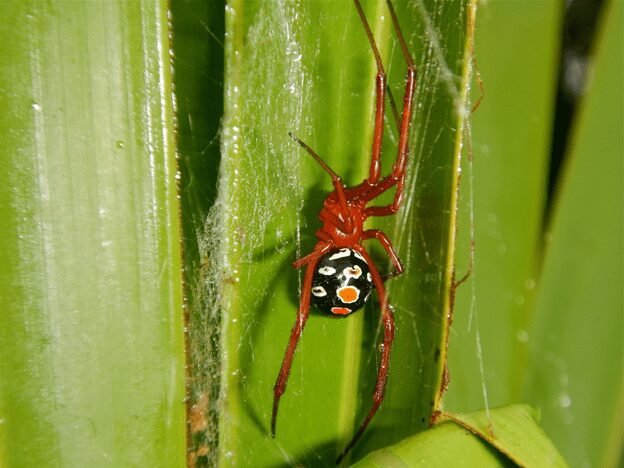 Vibrant photo of a Red Widow Spider, showcasing its bright red body with black markings. The spider is depicted in a distinctive pose, with its legs and abdomen prominently displayed. The image captures the captivating colors and unique appearance of the Red Widow Spider, set against a contrasting background.