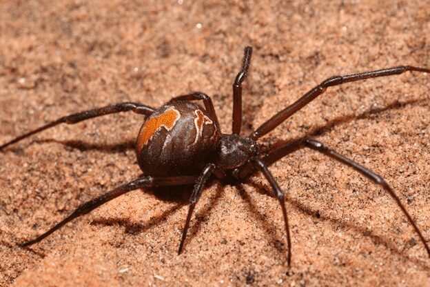 Clear image of a Redback Spider, recognized for its glossy black body with a vivid red marking on the upper abdomen. The spider is shown in a poised position, revealing its long legs and characteristic shape. The photograph highlights the striking contrast between the spider's colors and the surrounding environment, drawing attention to the Redback Spider's distinct features.