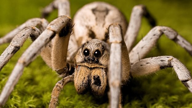 Close-up image of a Wolf Spider, showcasing its robust and hairy body, with distinct patterns and markings. The spider is captured in a hunting pose, with its multiple eyes clearly visible. The photograph highlights the spider's formidable appearance and strong presence."