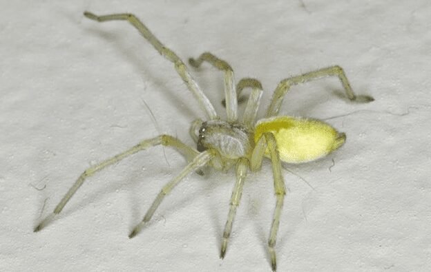 Sharp photo of a Yellow Sac Spider, featuring a pale yellow body with darker markings and long, delicate legs. The spider is perched on a leaf, creating a contrast between its vibrant color and the surrounding greenery.