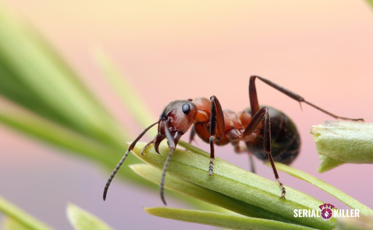 Ants following a trail on a green leaf