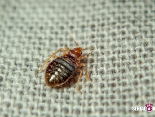 Get Rid of Bed Bugs on a Low Budget