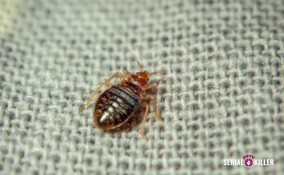 Get Rid of Bed Bugs on a Low Budget