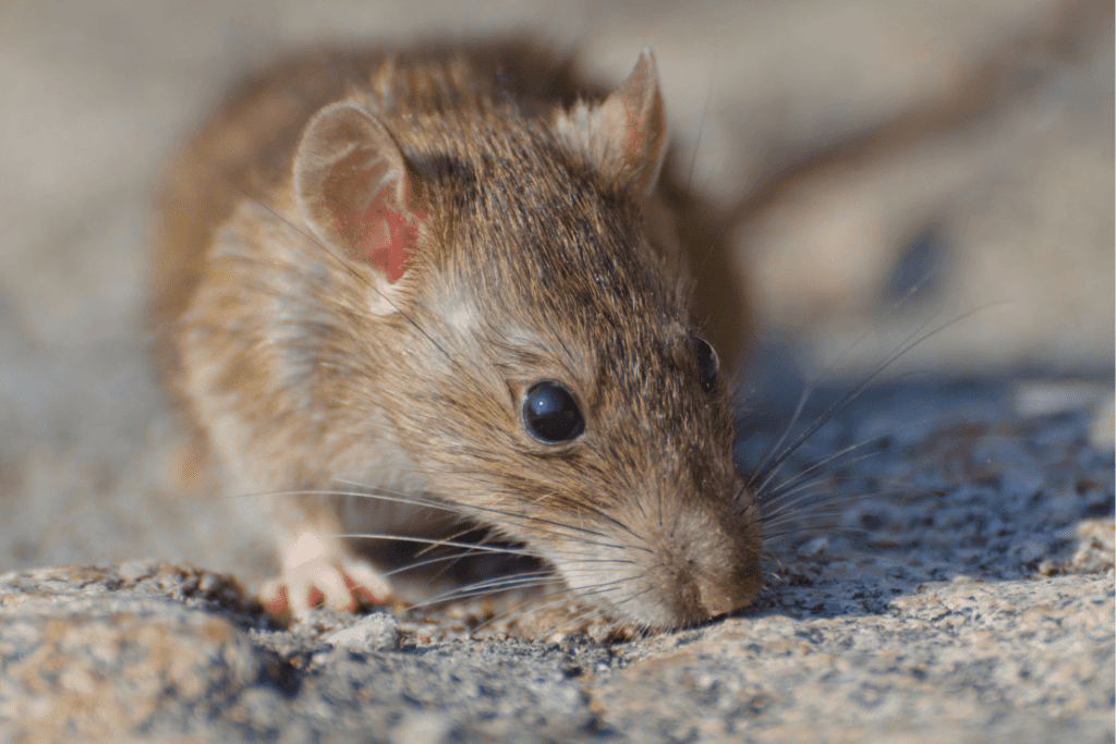 Rat inside a house