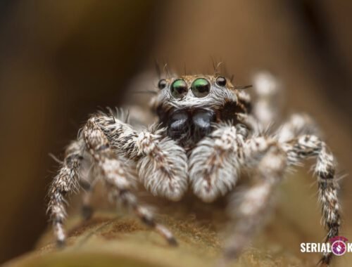 Close-up of a Spider