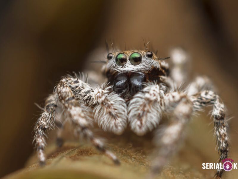 Close-up of a Spider