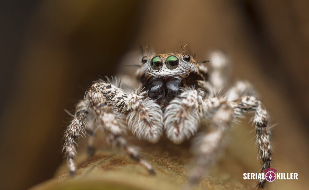 Close-up of a Spider