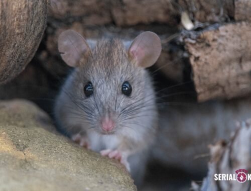 Managing Rat Encounters: Crucial Steps and Expert Tips for Dealing with a Rat in Your Home