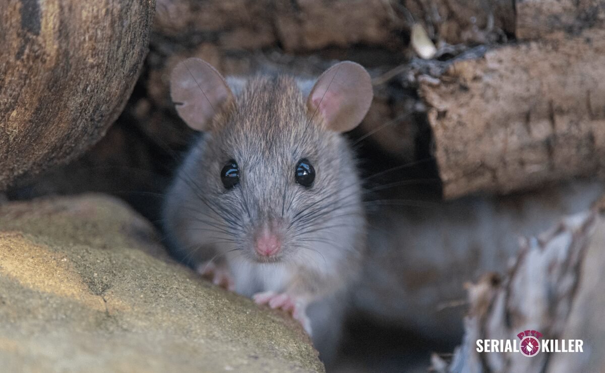 Managing Rat Encounters: Crucial Steps and Expert Tips for Dealing with a Rat in Your Home