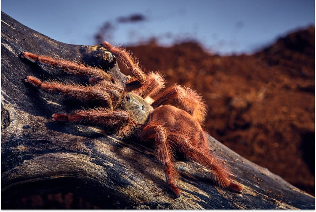 Orange Wolf Spider