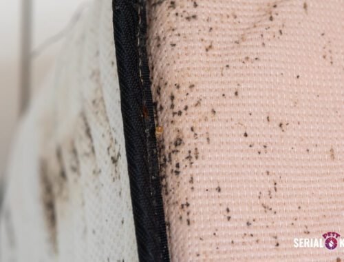 Bed Bug Search - Seeking Answers to Bed Bug Problems