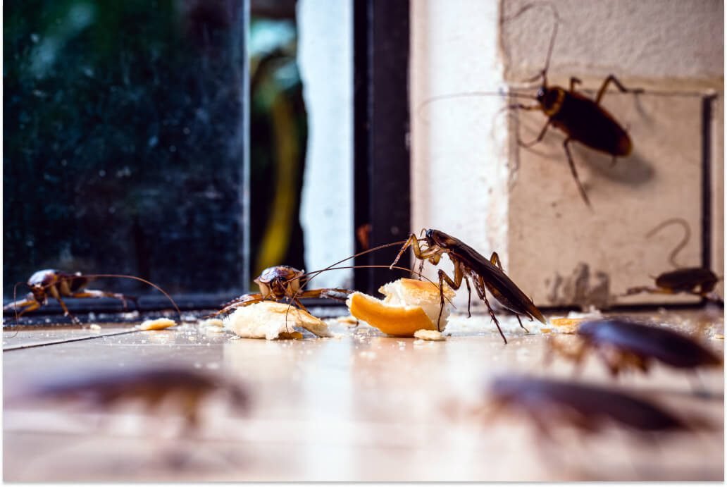 Cockroaches Feeding