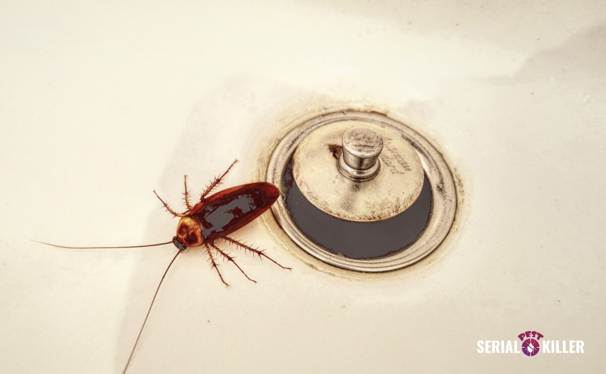 How To Stop Roaches From Drain 