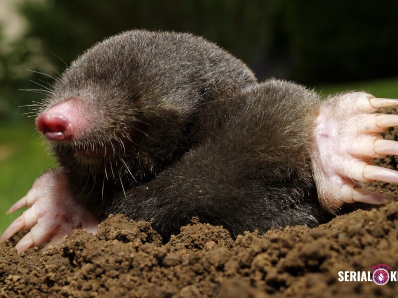 Killing Mole with Marshmallows - Unconventional Method for Mole Control