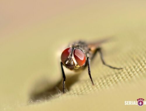 Types Of Flies Comes To Your Home