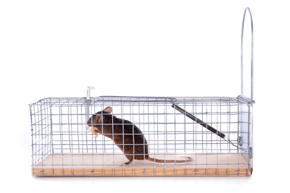 Outdoor rat trap cage designed for effective rodent control