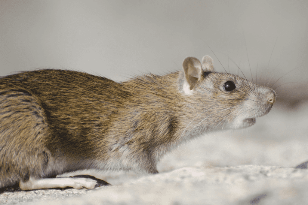 Image of rats in different environments