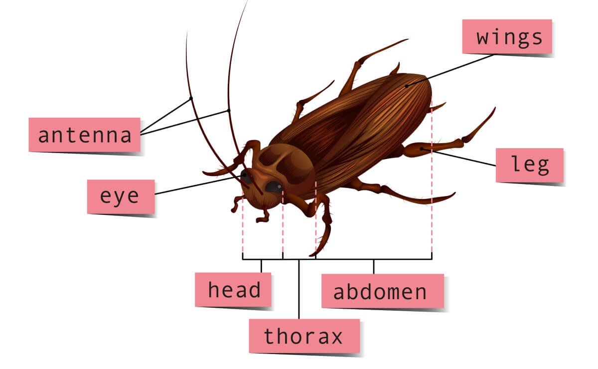 Close-up Image of Cockroach Anatomy