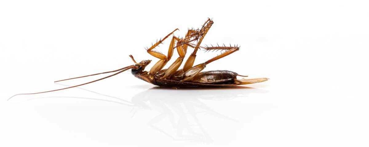 Image of Dead Cockroach