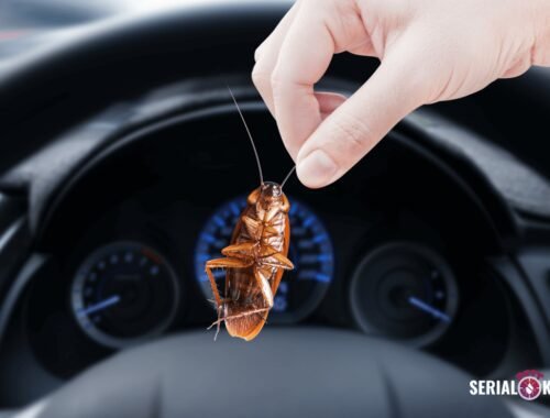 Image of Roaches in a Car