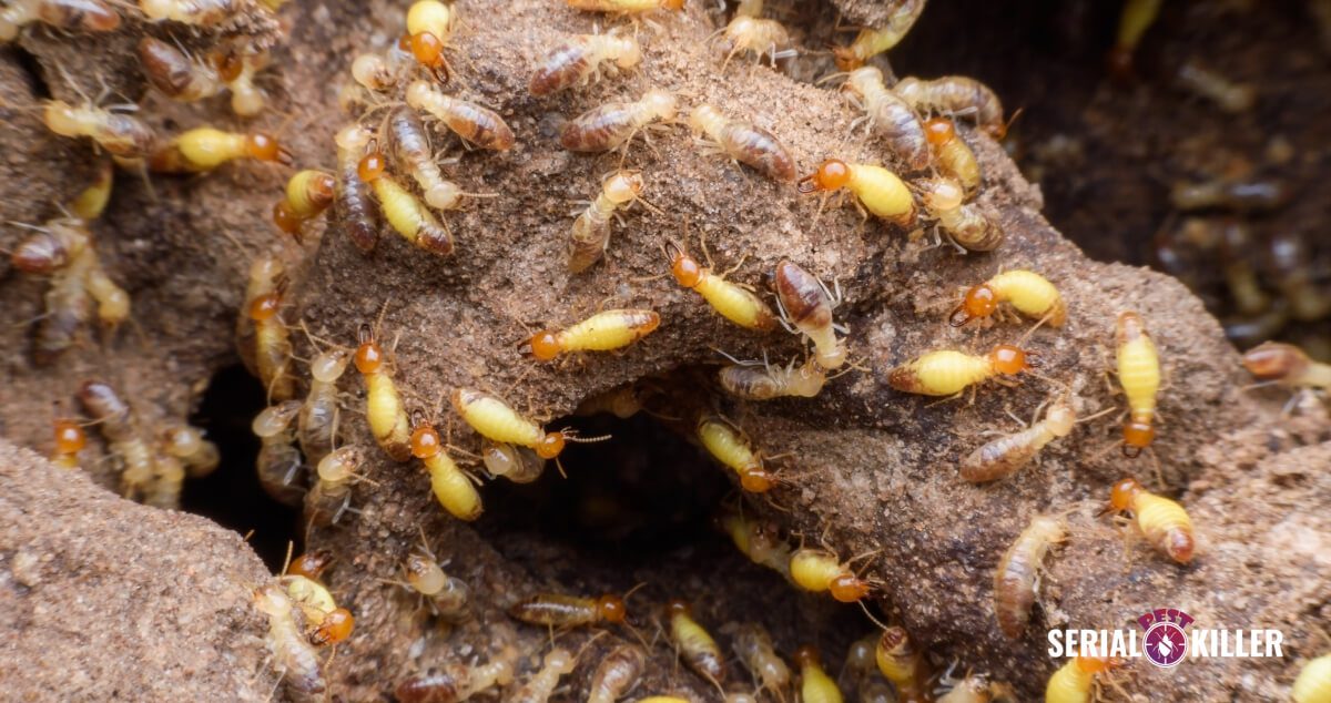 The Hidden Dangers of Termites: 5 Steps to Protect Your Home - Serial ...