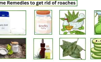 Home remedies to get rid of cockroaches