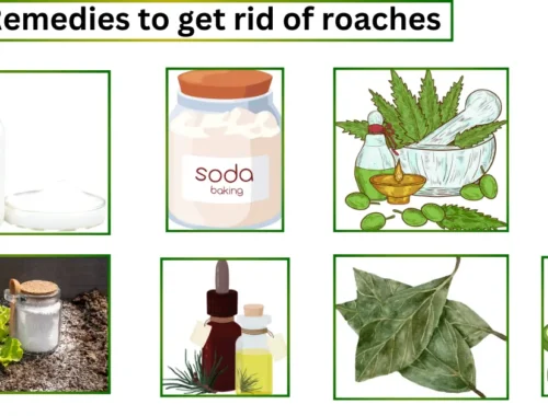 Home remedies to get rid of cockroaches