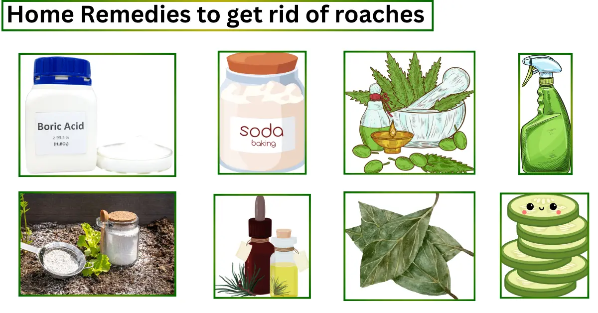 Home remedies to get rid of cockroaches