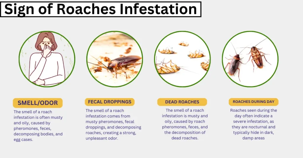 Sign of Roaches Infestation