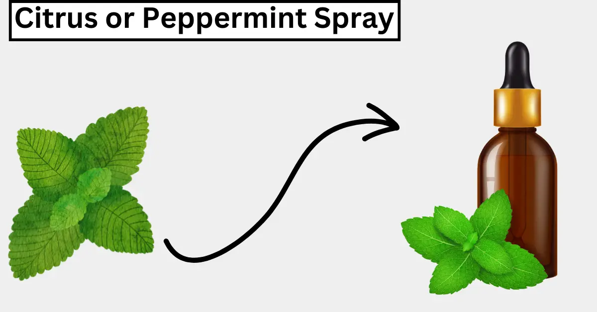 Peppermint oil to get rid of cockroaches