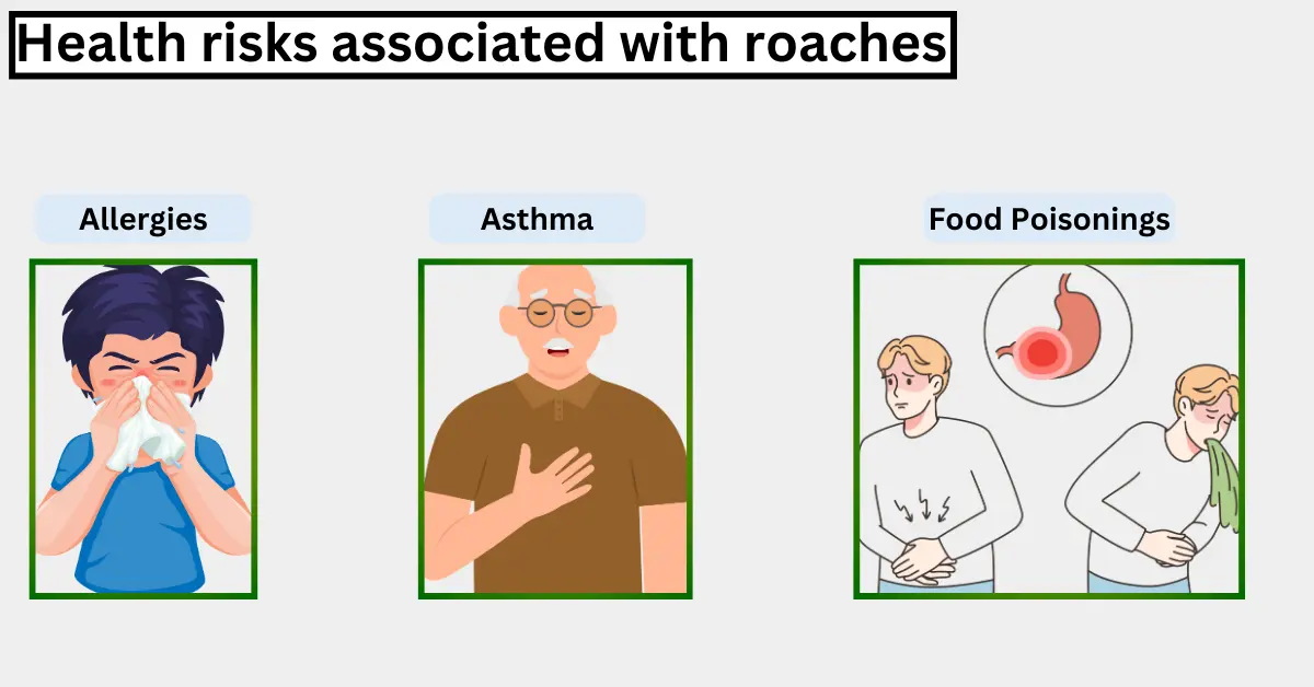 Health risks associated with roaches