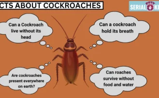 Facts about Cockroaches