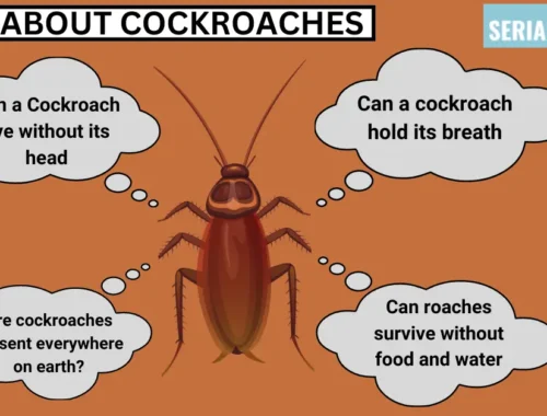 Facts about Cockroaches