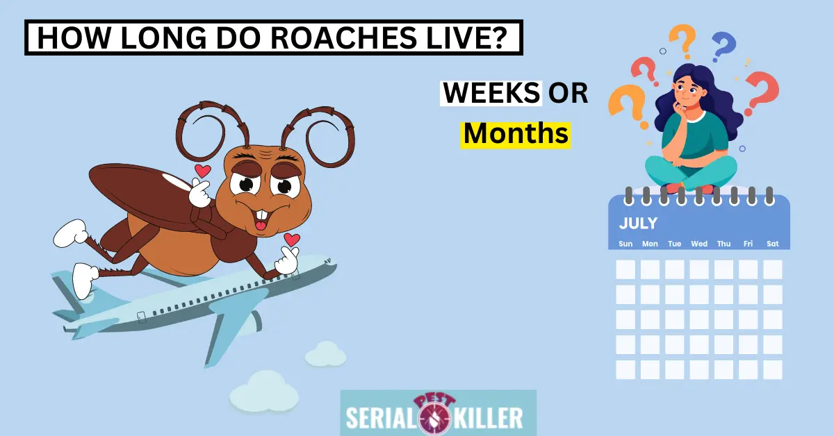 How long do roaches live?