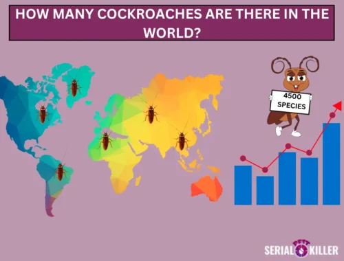 How many Roaches are there in the World?