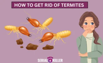 How to Get Rid of Termites Quickly and Effectively