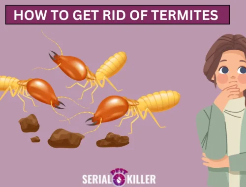 How to Get Rid of Termites Quickly and Effectively