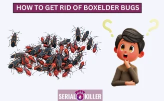 How to Get Rid of Boxelder Bugs